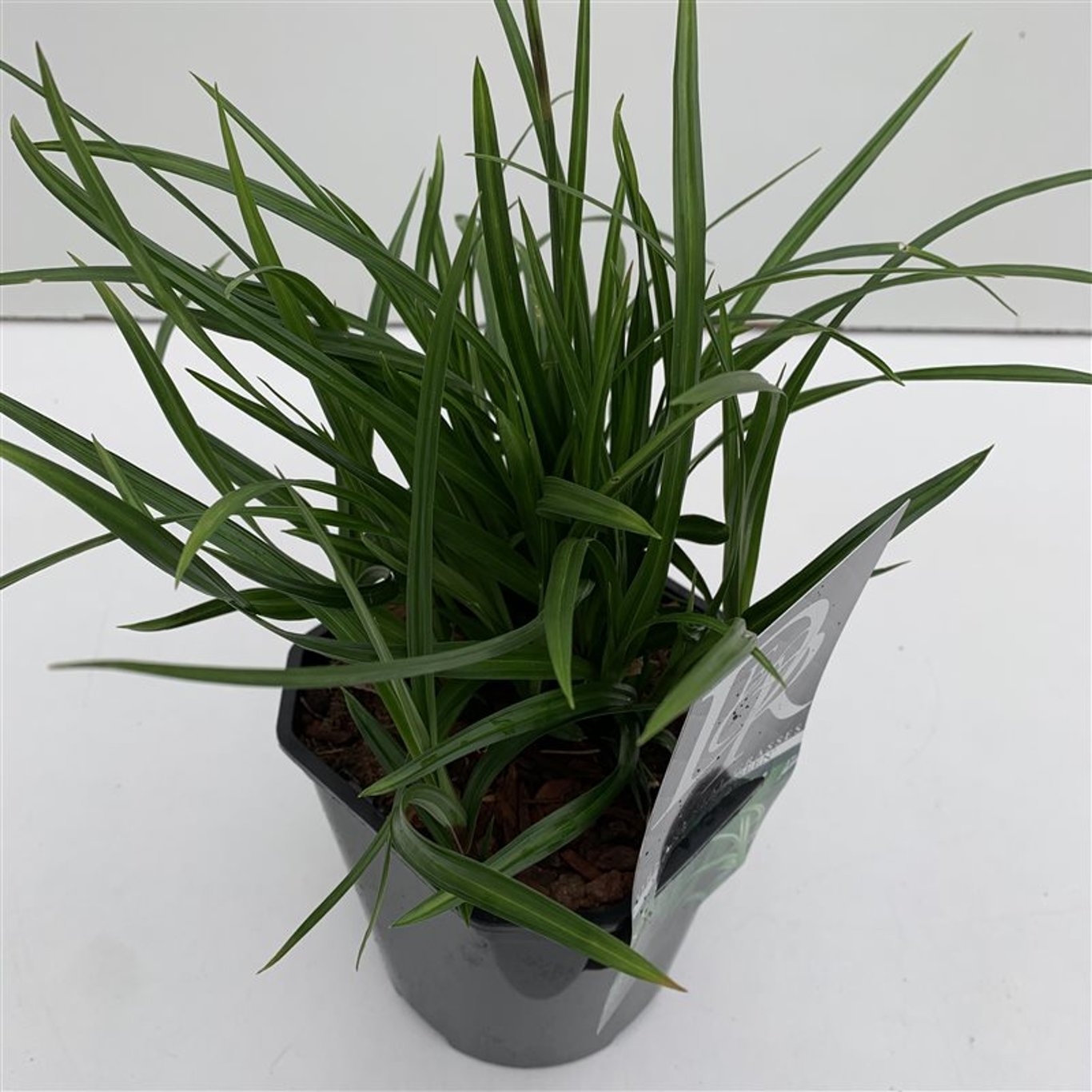 Starr – Carex morrowii 'Irish Green' - C2